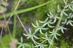 Pellaea ternifolia