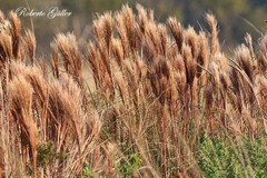 Schizachyrium