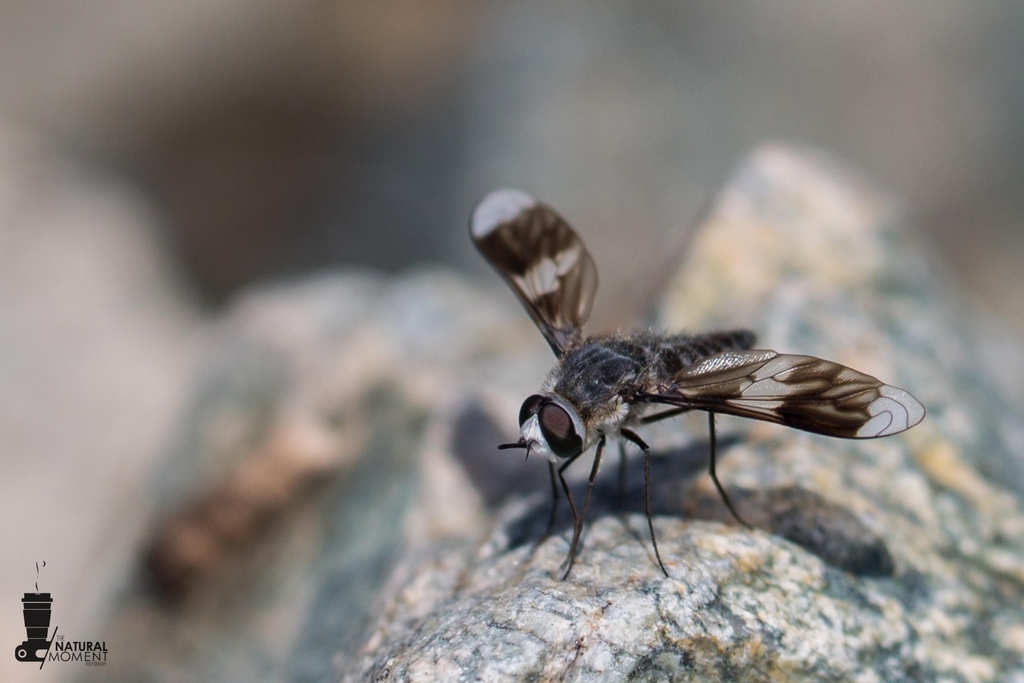 Macrocondyla consobrina
