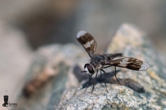 Macrocondyla consobrina