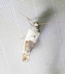 Ponometia phecolisca