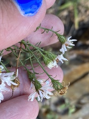 Symphyotrichum porteri