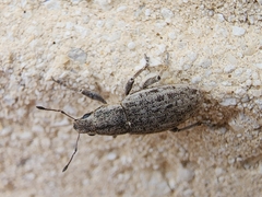 Tanymecus