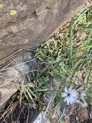 Symphyotrichum porteri