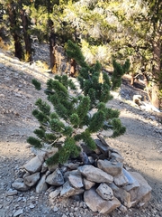 Pinus longaeva