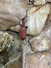 Pyrochroa serraticornis