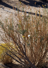 Senecio flaccidus monoensis