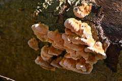 Neoantrodia serialis