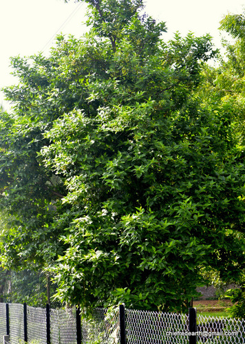 Nyctanthes arbor-tristis