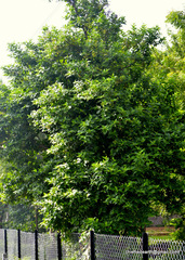 Nyctanthes arbor-tristis