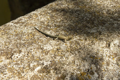 Podarcis vaucheri