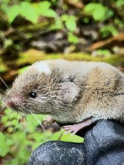 Microtus pinetorum