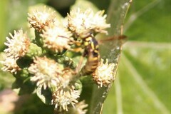 Spilomyia interrupta