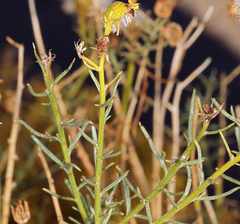 Senecio flaccidus monoensis