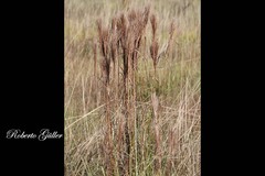 Schizachyrium