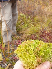 Sphagnum girgensohnii