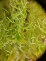 Sphagnum girgensohnii
