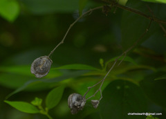 Nyctanthes arbor-tristis