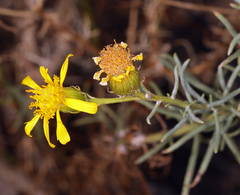 Senecio flaccidus monoensis