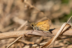 Hylephila phyleus
