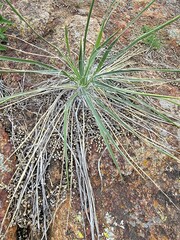 Yucca glauca