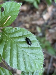 Gonodera luperus