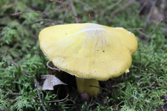 Tricholoma sejunctum