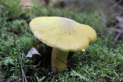 Tricholoma sejunctum