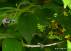 Nyctanthes arbor-tristis