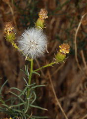 Senecio flaccidus monoensis