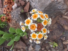 Heliotropium