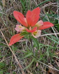Castilleja indivisa
