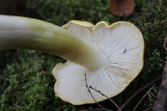 Tricholoma sejunctum