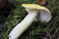 Tricholoma sejunctum