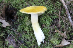 Tricholoma sejunctum