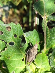 Sphenarium
