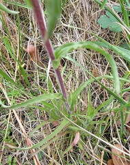Castilleja indivisa
