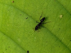 Odontomachus