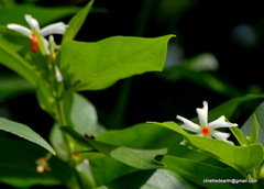 Nyctanthes arbor-tristis