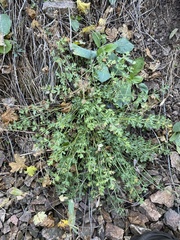 Cymopterus hallii