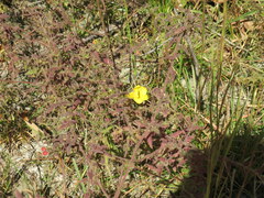 Aureolaria pectinata