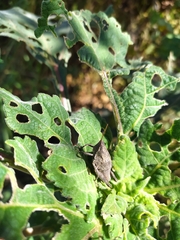 Sphenarium