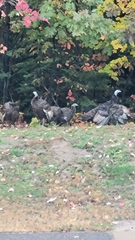 Meleagris gallopavo silvestris