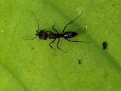 Odontomachus