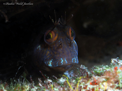 Parablennius marmoreus