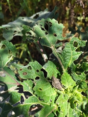 Sphenarium