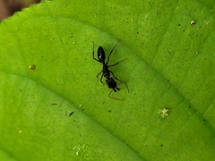 Odontomachus