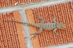 Sceloporus cyanogenys