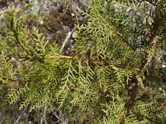 Libocedrus bidwillii