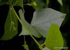 Nyctanthes arbor-tristis